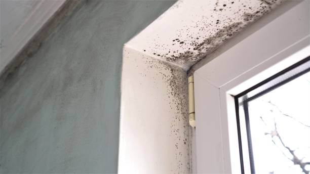 Best Toxic Mold Removal  in Mercedes, TX