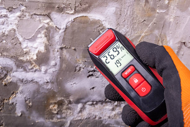 Best Black Mold Removal  in Mercedes, TX