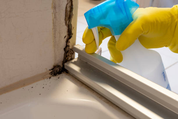 Best Mold Damage Repair  in Mercedes, TX