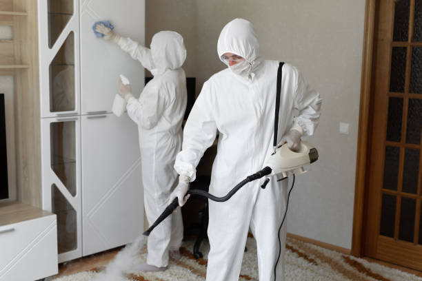 Professional Mold Removal in Mercedes, TX