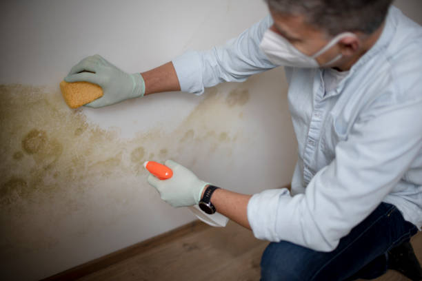 Best Emergency Mold Removal  in Mercedes, TX