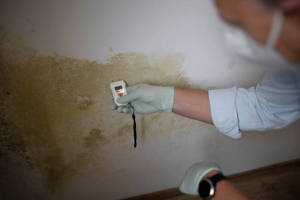 Best Mold Remediation  in Mercedes, TX