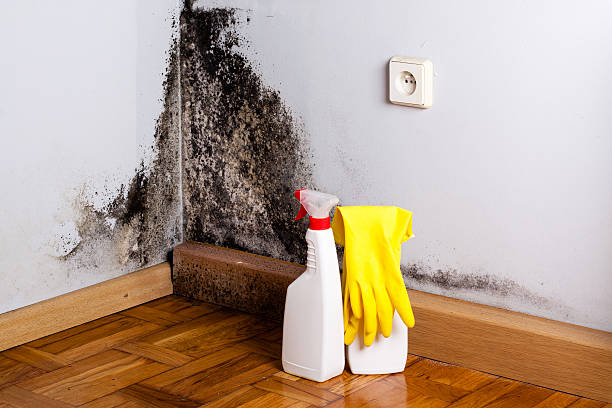 Best Same-Day Mold Removal  in Mercedes, TX