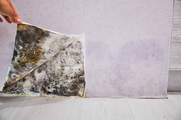 Best Mold Removal Near Me  in Mercedes, TX
